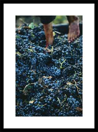 Stomping grapes to make wine on a collective farm in Algeria